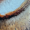 Bright Blue Jay on Branch – Nature-Inspired Porcelain Bird Tile