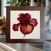 Crimson Iris Blossom Porcelain Tile Art — Blossoms Collection